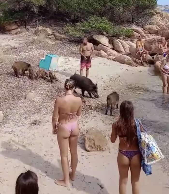 un branco di cinghiali sulla spiaggia de la maddalena in sardegna 6