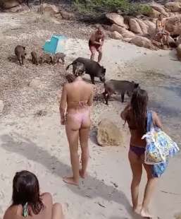 un branco di cinghiali sulla spiaggia de la maddalena in sardegna 7