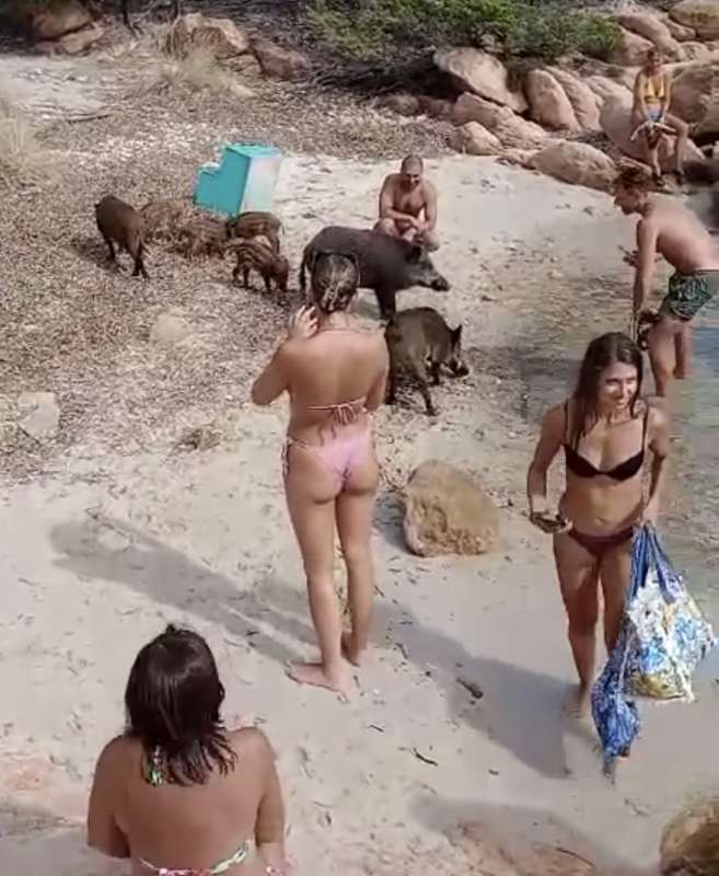 un branco di cinghiali sulla spiaggia de la maddalena in sardegna 8