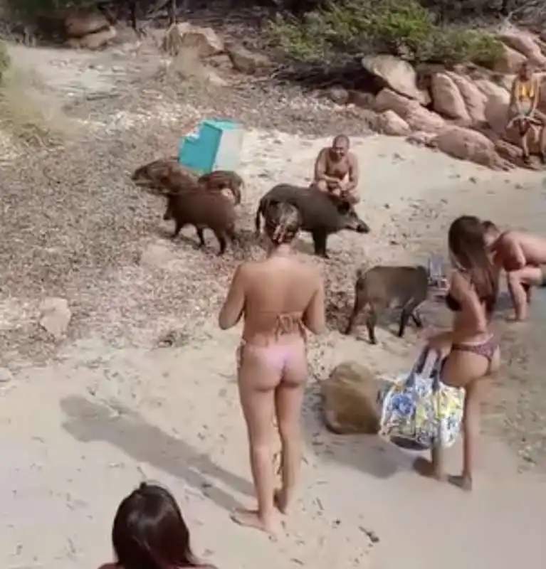 un branco di cinghiali sulla spiaggia de la maddalena in sardegna   9