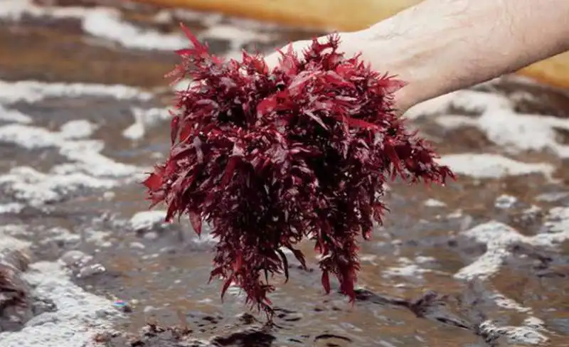 alga dulse 