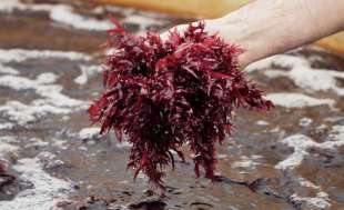 alga dulse