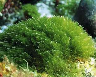 alga spirulina