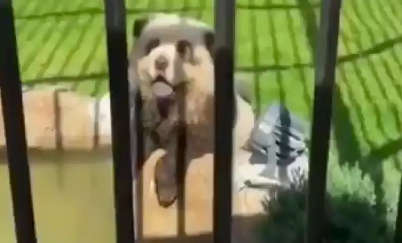 cani dipinti da panda   2