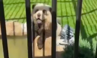 cani dipinti da panda 2