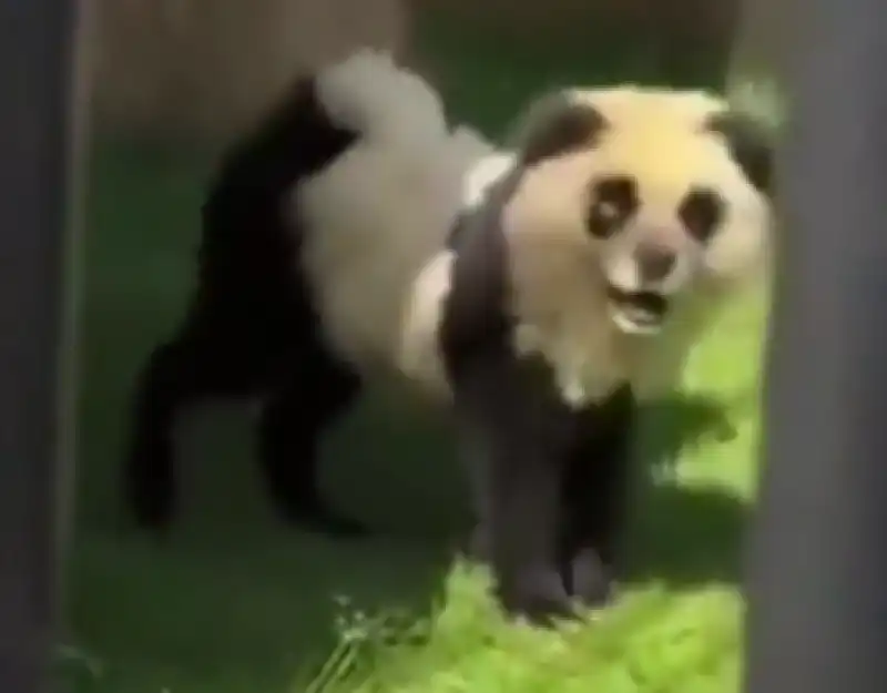 cani dipinti da panda   3