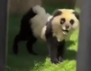 cani dipinti da panda 3