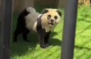 cani dipinti da panda 4