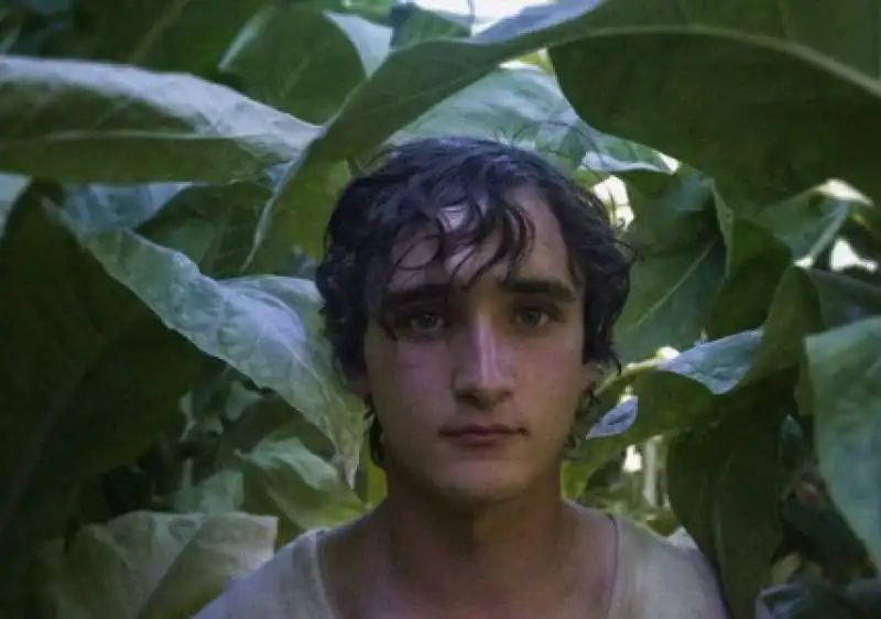  lazzaro felice