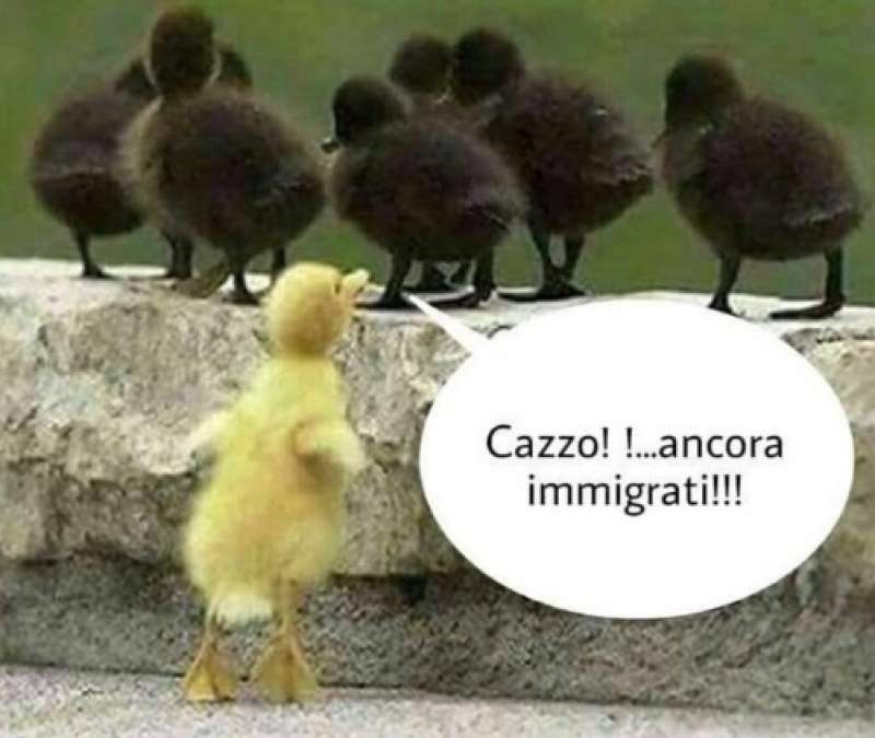 meme con hashtag bastanegri poi diventato bastanebri 5