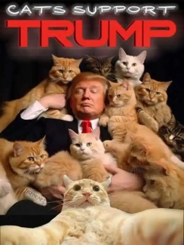 meme di donald trump e i gatti  10