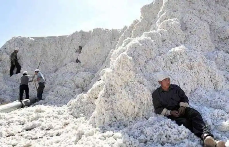 piantagioni di cotone in cina 1