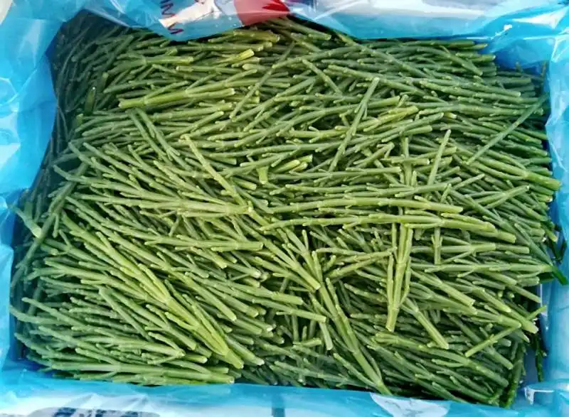  salicornia