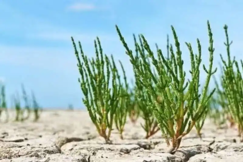 salicornia