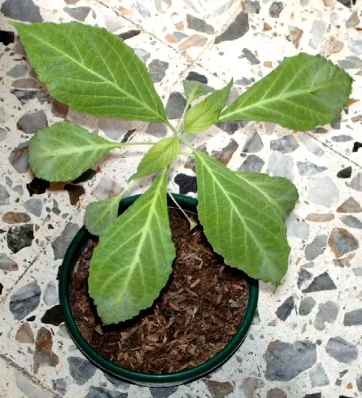  salvia divinorum