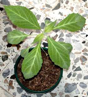 salvia divinorum