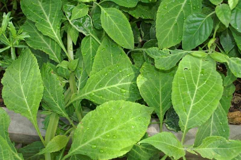 salvia divinorum