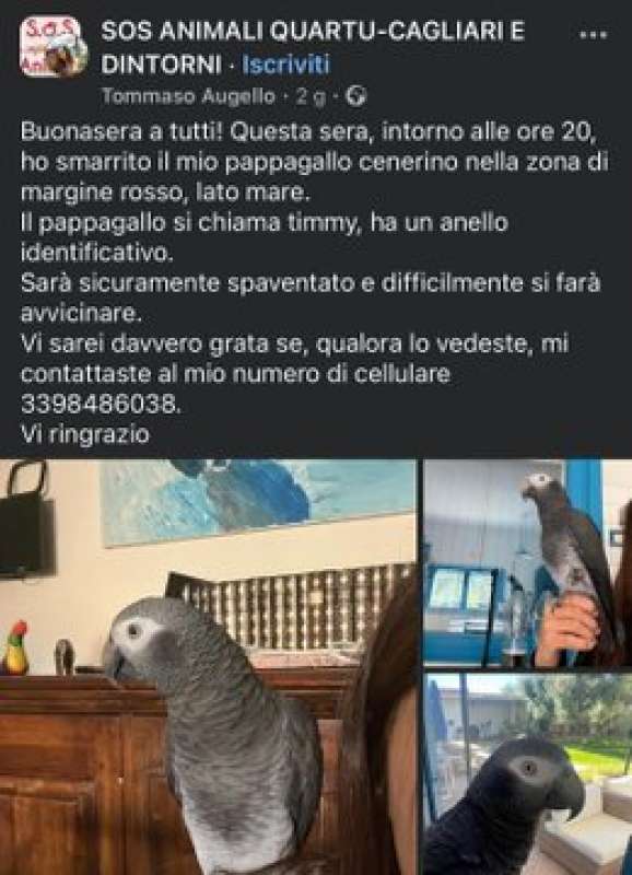 TOMMASO AUGELLO SMARRISCE IL SUO PAPPAGALLO