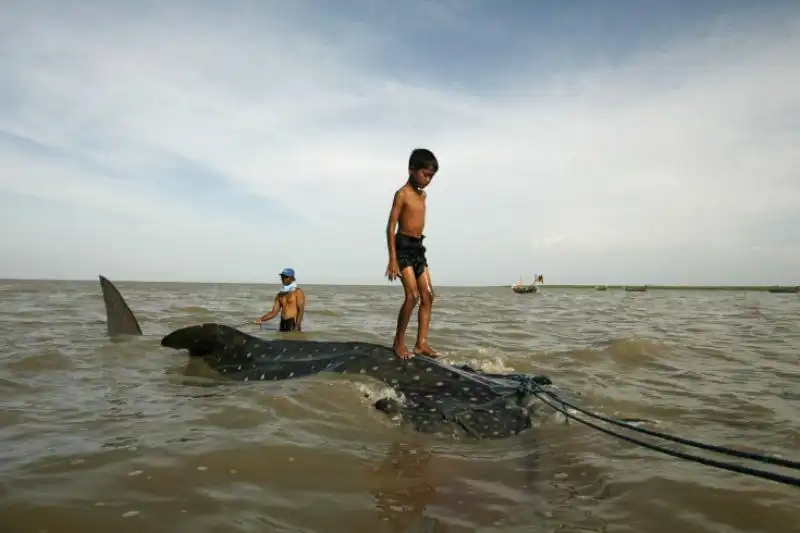 Un giovane cavalca uno squalo nellisola di Java 