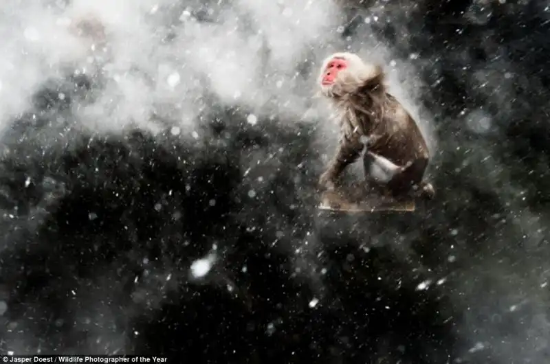 ANIMALI PREMIO WILDLIFE PHOTOGRAPHER 