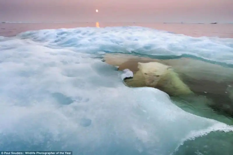 ANIMALI PREMIO WILDLIFE PHOTOGRAPHER 