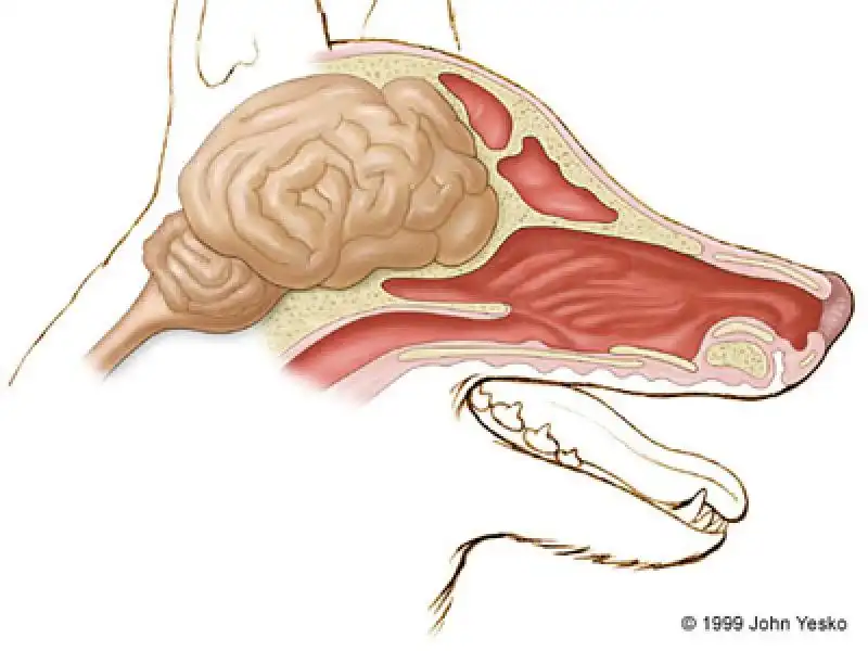 IL CERVELLO DEI CANI 