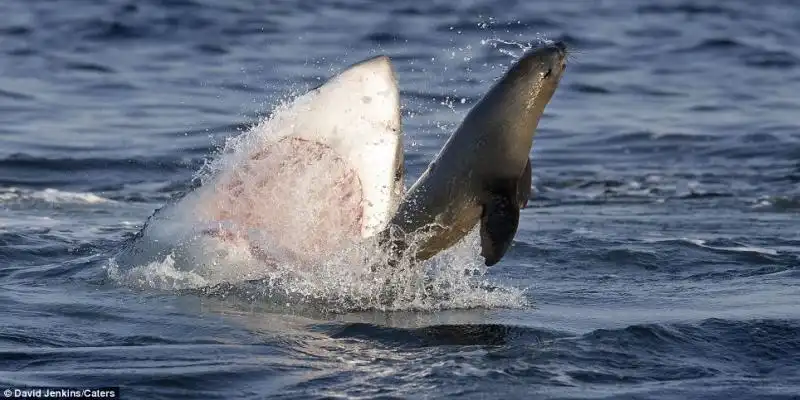 UNA FOCA SFUGGE ALLASSALTO DI UNO SQUALO 