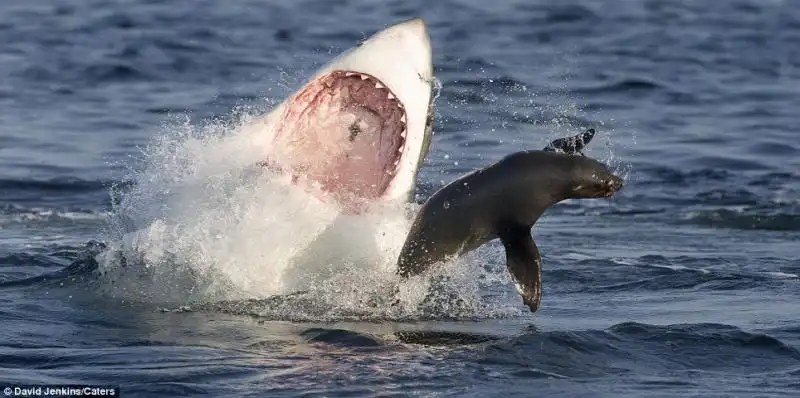 UNA FOCA SFUGGE ALLASSALTO DI UNO SQUALO 