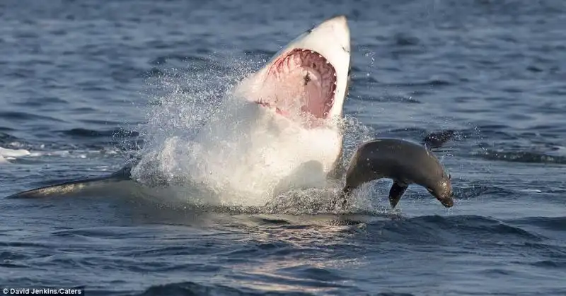 UNA FOCA SFUGGE ALLASSALTO DI UNO SQUALO 