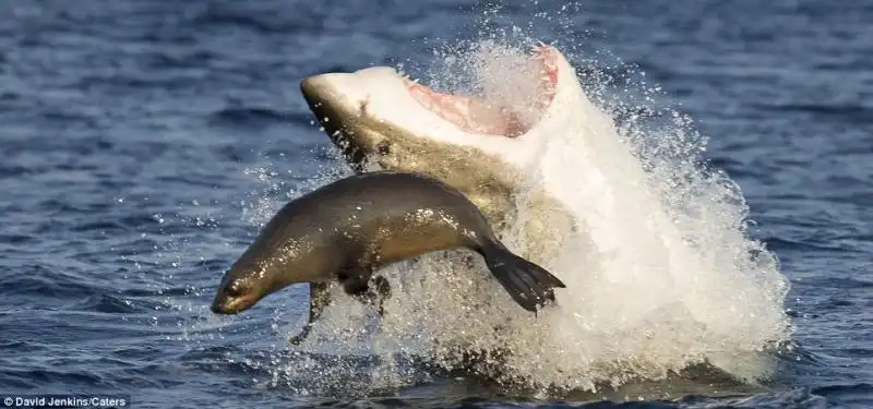 UNA FOCA SFUGGE ALLASSALTO DI UNO SQUALO 