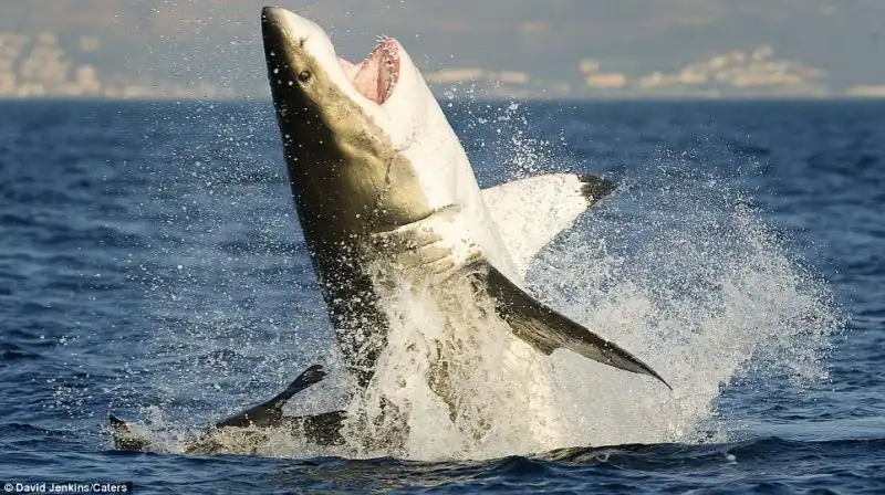 UNA FOCA SFUGGE ALLASSALTO DI UNO SQUALO 