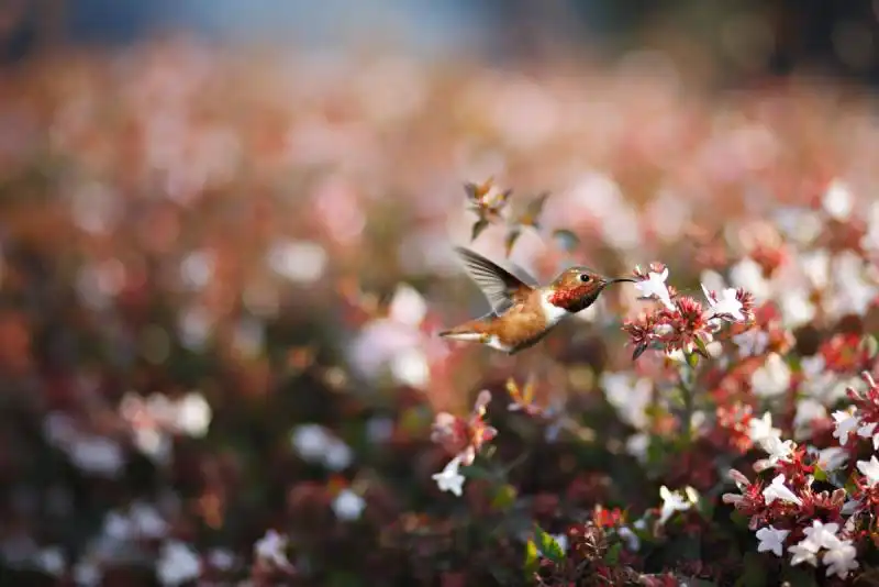 a hummingbird feeds on the nectar of white flowers at huntington beach in california 