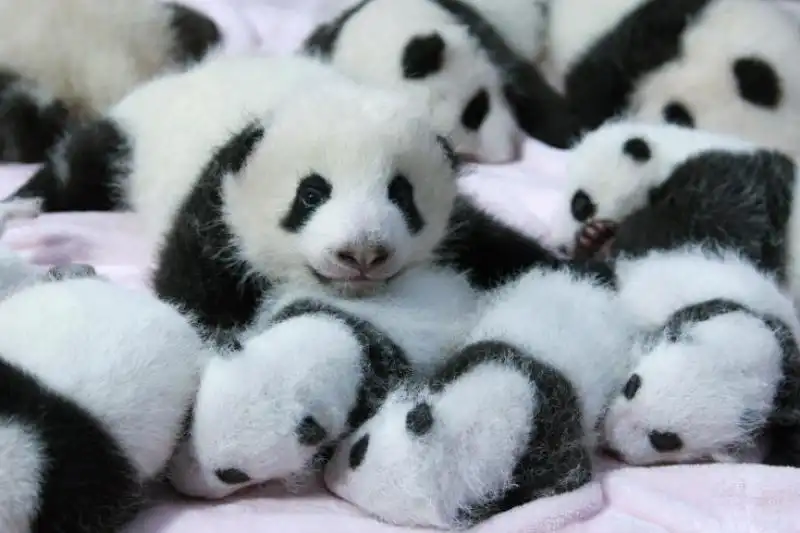 IMMAGINI DELLA SETTIMANA DAL AL SETTEMBRE DAL TIME CUCCIOLATA DI PANDA A CHENGDU IN CINA 