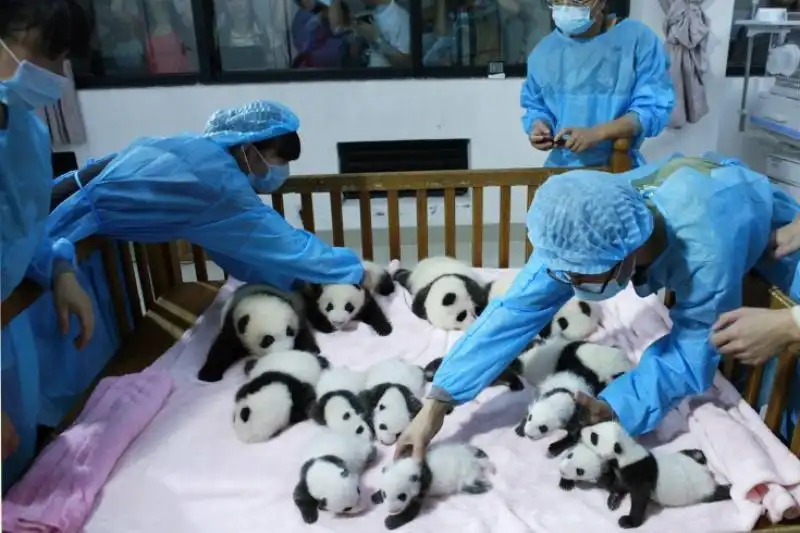 IMMAGINI DELLA SETTIMANA DAL AL SETTEMBRE DAL TIME CUCCIOLATA DI PANDA A CHENGDU IN CINA 