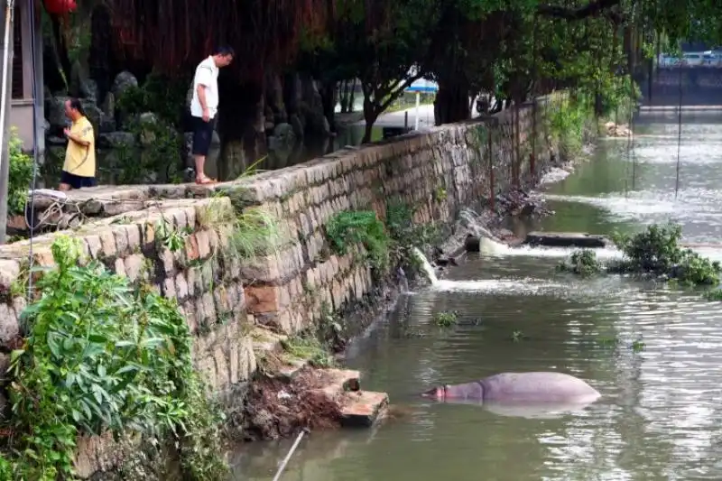 IMMAGINI DELLA SETTIMANA DAL AL SETTEMBRE DAL TIME IPPOPOTAMO NUOTA DOPO LE ALLUVIONI A SHANTOU IN CINA 