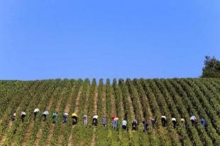 IMMAGINI DELLA SETTIMANA DAL AL SETTEMBRE DAL TIME VENDEMMIA IN FRANCIA