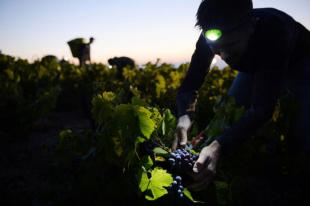 IMMAGINI DELLA SETTIMANA DAL AL SETTEMBRE DAL TIME VENDEMMIA IN FRANCIA