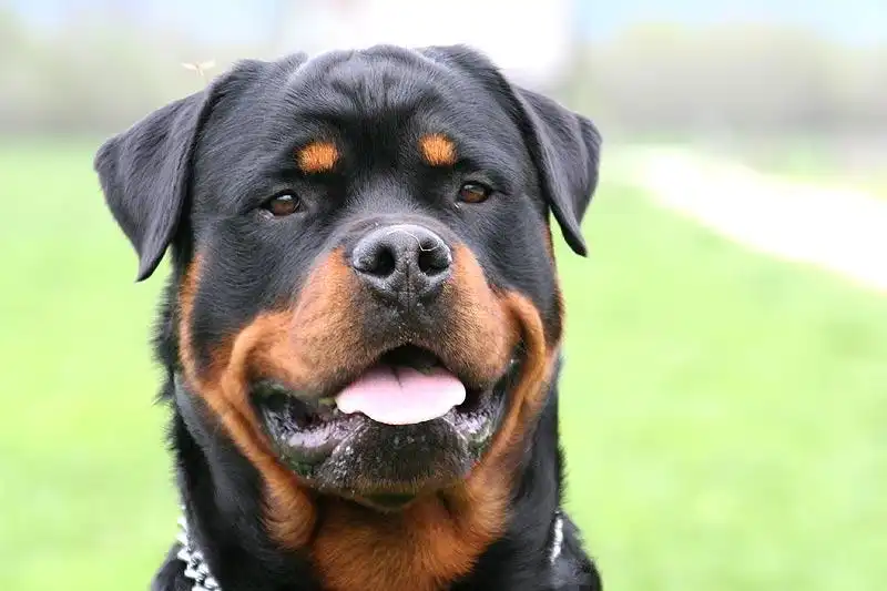 Rottweiler Head 