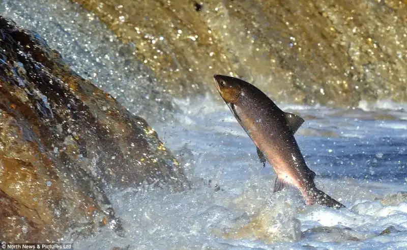 SALMONI NEL FIUME TYNE IN INGHILTERRA 