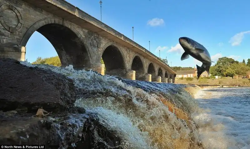 SALMONI NEL FIUME TYNE IN INGHILTERRA 