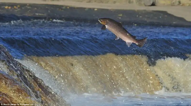 SALMONI NEL FIUME TYNE IN INGHILTERRA 