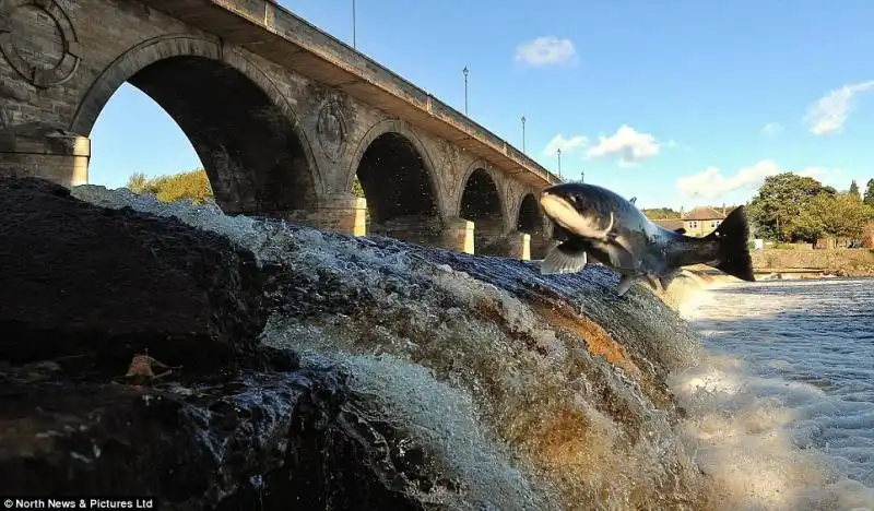 SALMONI NEL FIUME TYNE IN INGHILTERRA 