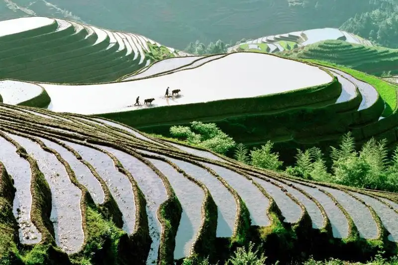 terraced paddy fields wind up from a riverside in china 