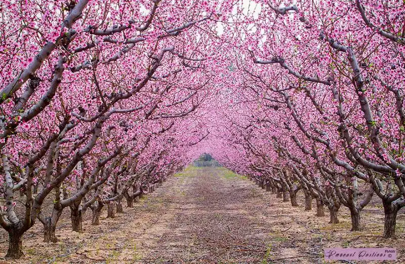 alberi in fiore durante la primavera