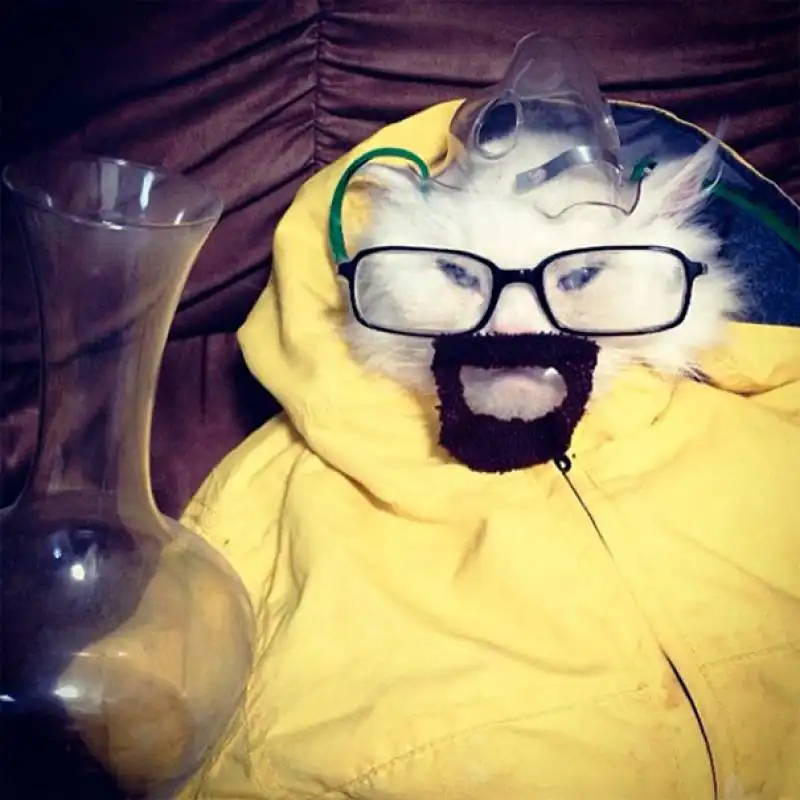 breaking bad micio