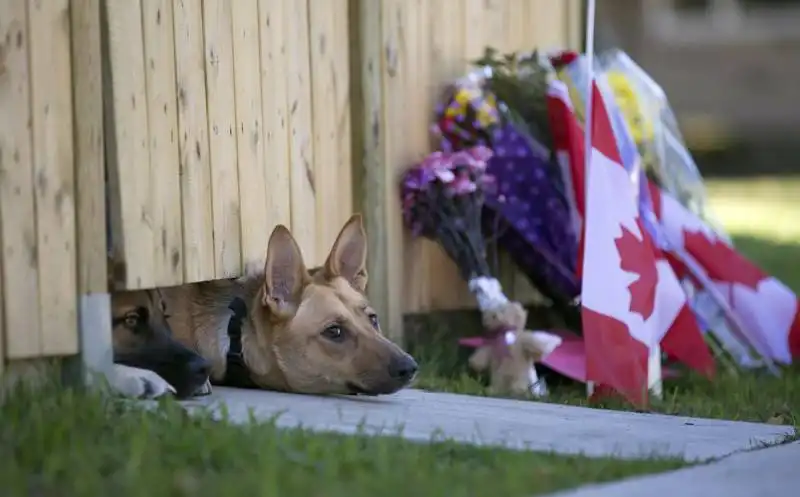 cani sbirciano a casa della famiglia cirillo a hamilton