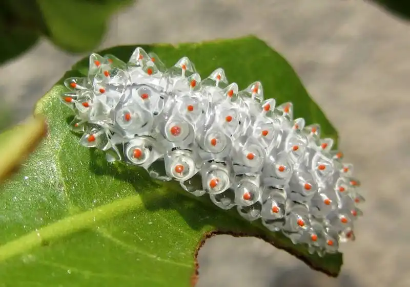 caterpillar moth butterfly before after metamorphosis 11 1