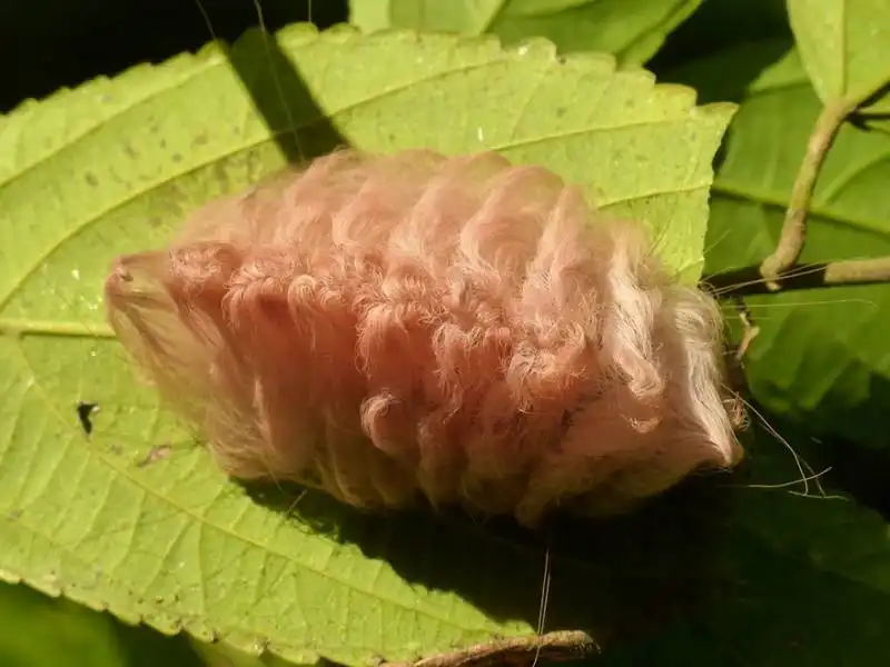 caterpillar moth butterfly before after metamorphosis 12 1