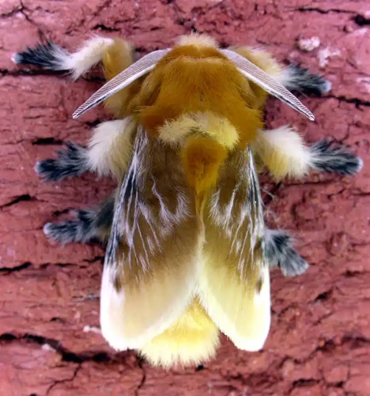 caterpillar moth butterfly before after metamorphosis 12 2