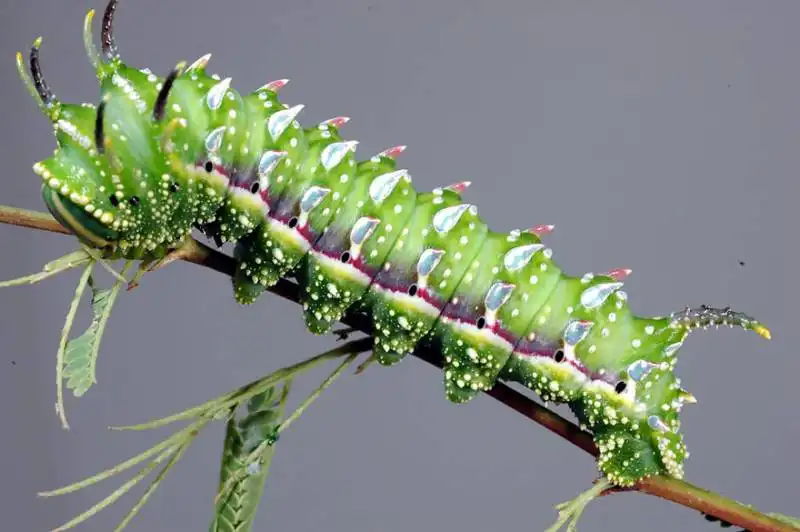 caterpillar moth butterfly before after metamorphosis 13 1